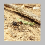 Ammophila sabulosa - Sandwespe 02e 19mm mit Forleulen-Raupe - Panolis flammea.jpg